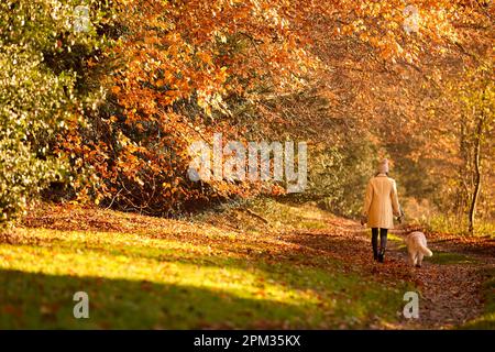 Rear View Of Woman With Pet Golden Retriever Dog On Walk Along Track In Autumn Countryside Stock Photo
