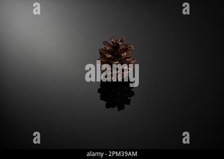 A close-up of a single brown pine cone resting on a black reflective background. Stock Photo
