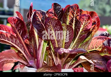 Sunny Leaf Lettuce Stock Photo - Alamy