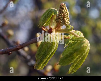 Horse chestnut, Aesculus hippocastanum buds closeup. Large buds of future flowers on a chestnut branch with young green leaves, selective focus, no pe Stock Photo