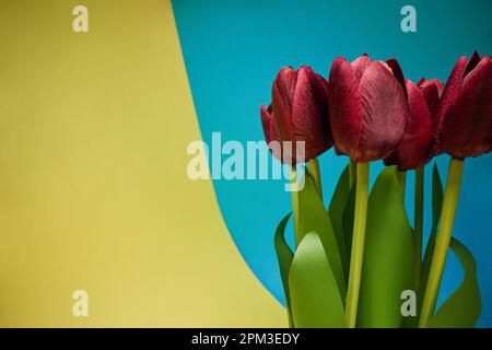 Macro view of red tulips under the light in front of yellow- blue background. Natural, flowers, fragrant Stock Photo