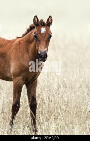 A cropped brown foal on a meadow looking staight into the camera, vintage style, reduced colours, soft pastel monochrome background, copy space Stock Photo