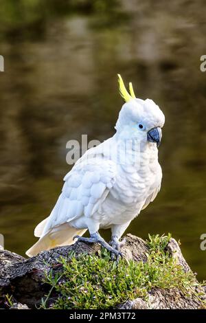 A sulphur-crested cockatoo, cacatua sulphurea, on a riverbank in Victoria, Australia. This parrot species is endemic to Australia, New Guinea and part Stock Photo