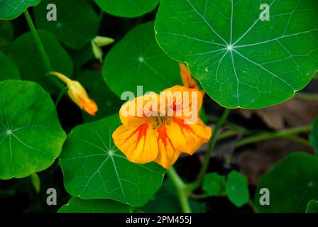 Nasturtium flower and bud Stock Photo