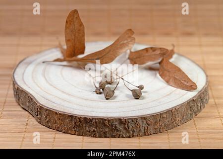 Dried seed of linden tree Stock Photo