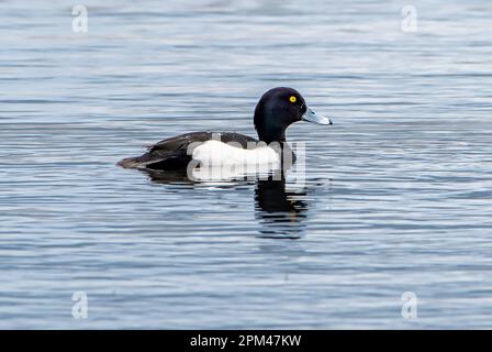 A male Tufted duck, RSPB's Leighton Moss Nature Reserve, Silverdale, Carnforth, Lancashire, UK Stock Photo