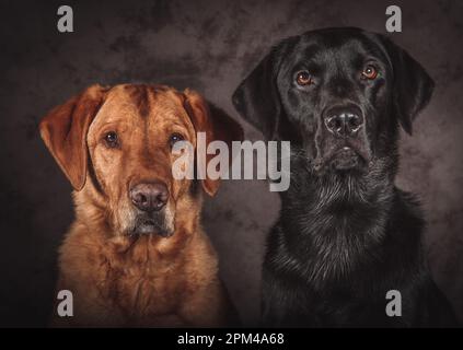 two labrador retriver gundogs photographed in studio Stock Photo