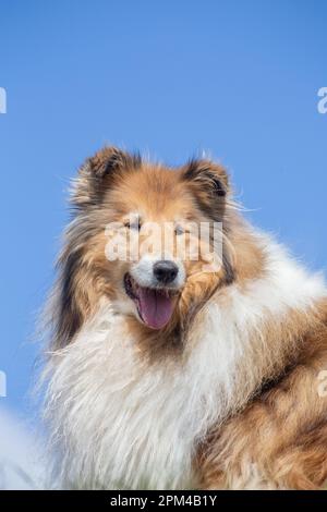 Golden long haired rough collie on a sky background, portrait, senior dog Stock Photo