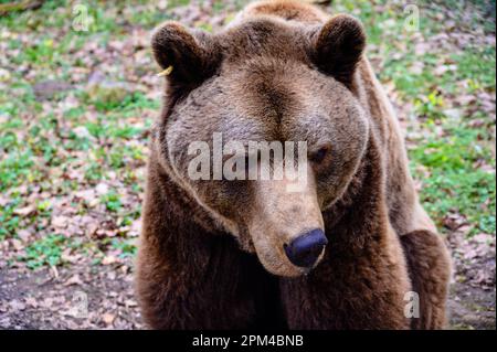 Close-up portrait of a brown bear Stock Photo
