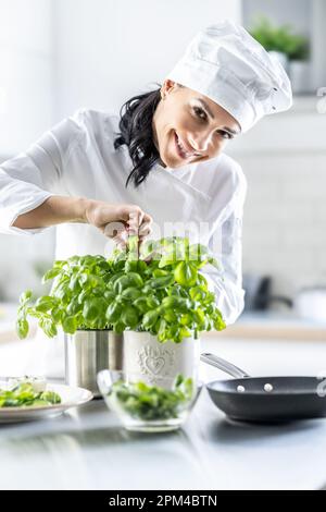 Attractive female chef is tearing fresh basil leaves to use in food, smiling. Stock Photo