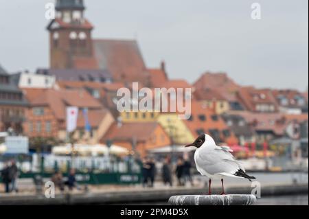 Seagull in front of the port of Waren Mueritz Germany Stock Photo