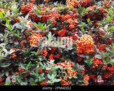 Firethorn Pyracantha Orange Berries. Firethorn with Orange fruits in autumn. Stock Photo