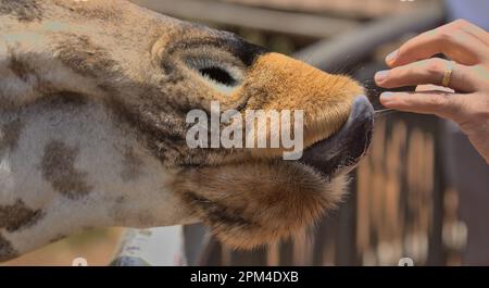 close-up of hand feeding a rothschild giraffe at the giraffe centre, nairobi, kenya Stock Photo