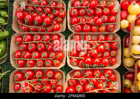 Fresh cheery tomatoes on the vine Stock Photo