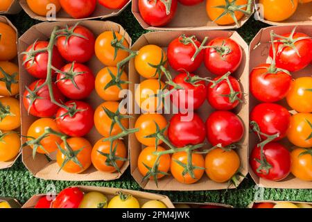 Fresh cheery tomatoes on the vine Stock Photo