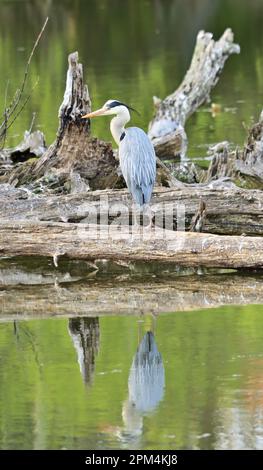 Grey heron - Ardea cinerea, reflected in Floridsdorfer Wasserpark Stock Photo