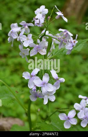 In spring, Lunaria rediviva blooms in the wild in the forest Stock Photo