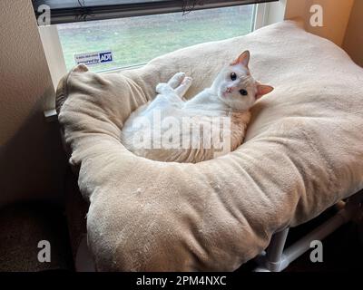 Mitzie the flamepoint Siamese Stock Photo