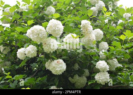 The flowers of the ornamental bush viburnum opulus bloom white in nature Stock Photo