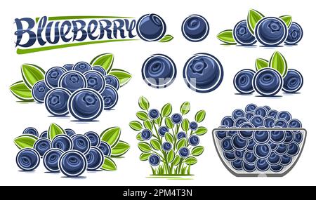 Vector Blueberry Set, lot collection of cut out illustrations berry still life composition with blue berries with green leaves, raw blueberries in gla Stock Vector