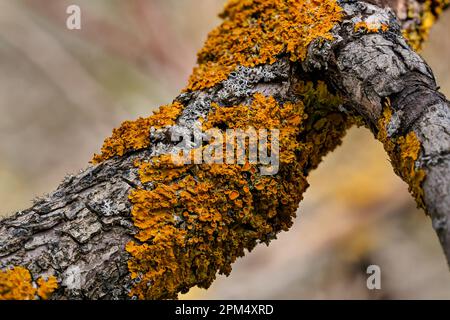Yellow orange maritime sunburst lichen - Xanthoria parietina and some Hypogymnia physodes - growing on dry tree branch, closeup detail Stock Photo