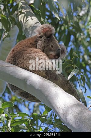 Koala (Phascolarctos cinereus) adult sitting on branch  North Stradbroke Island, Queensland, Australia                 March Stock Photo