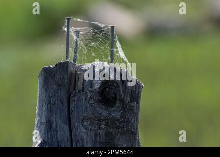 Close up of nails in a wooden post Stock Photo