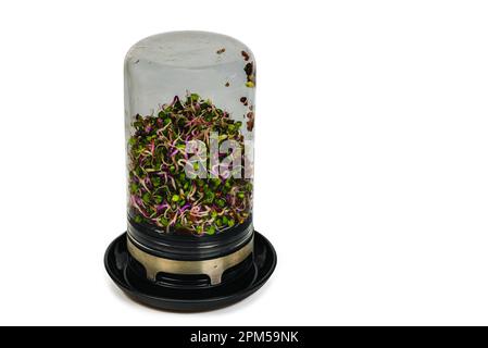 Close-up view of glass jar with radish sprouts isolated on white background. Stock Photo
