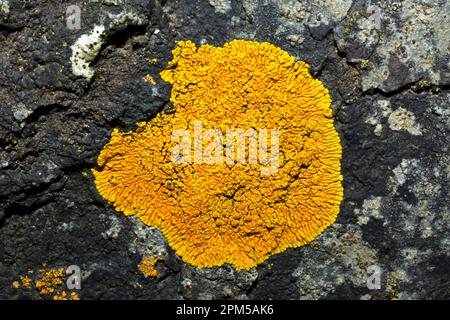 Caloplaca thallincola is a common crustose lichen found all round Britain on coastal rocks. Stock Photo