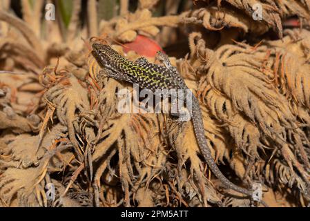 A wall lizard (Podarcis) clambers on dry palm fronds and suns itself in Italy. The reptile is striped green and black. Stock Photo