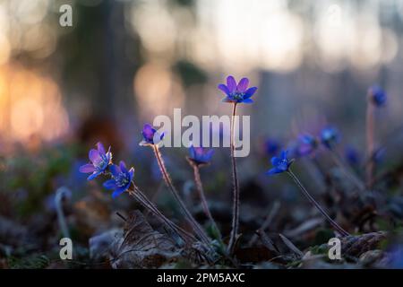 Hepatica liverleaf, liverwort, kidneywort, pennywort (Hepatica nobilis, Anemone hepatica), blooming at sunset, Background. Stock Photo