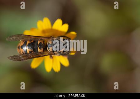 Close up view from above of a wasp sitting on a yellow flower. The background is green. The wasp is yellow black striped. Stock Photo