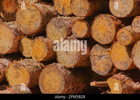 Pile of chopped tree logs all stacked on top of each other. Stock Photo