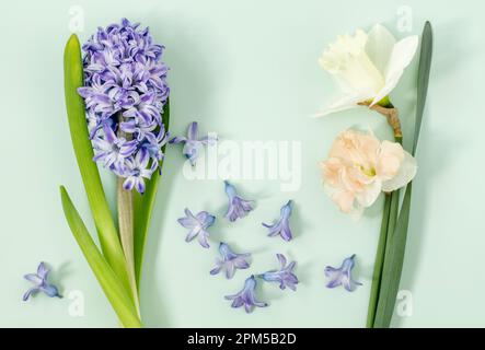 One Hyacinth and Daffodils with scattered blooms on pastel green background spring still life Stock Photo