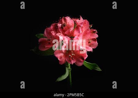 Alstroemeria in bloom photographed behind wet glass Stock Photo