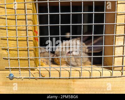 Small young rabbits behind bars in a wooden cage. Rabbit hutch Stock Photo