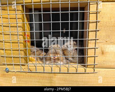 Small young rabbits behind bars in a wooden cage. Rabbit hutch Stock Photo