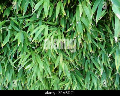 Image pouvant servir de texture Stock Photo