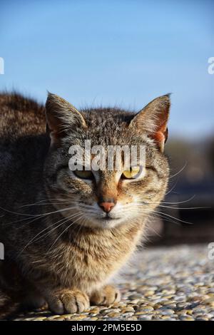 Sitting cat looking at the camera Stock Photo