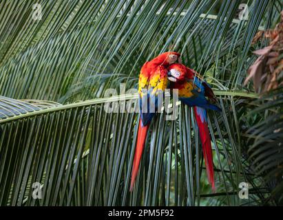 Pair of scarlet macaws preening on palm tree in Costa Rica. Stock Photo