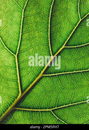 Close up of details and veins in bright green fiddle leaf fig leaf. Stock Photo