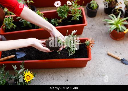 young woman plants flowers in pots in spring using garden tools Stock Photo