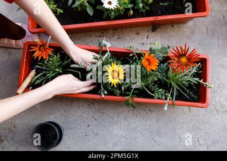 young woman plants flowers in pots in spring using garden tools Stock Photo