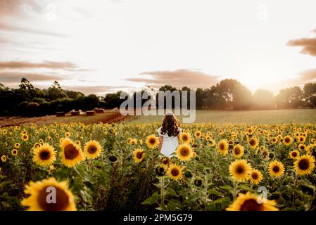 Young girl  in a field of sunflowers watching the sunset Stock Photo