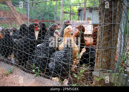 Flock of Chickens in Chicken Run Stock Photo
