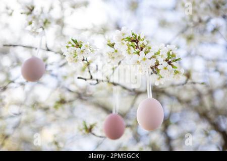 Easter decoration, blossoms of cherry tree Stock Photo