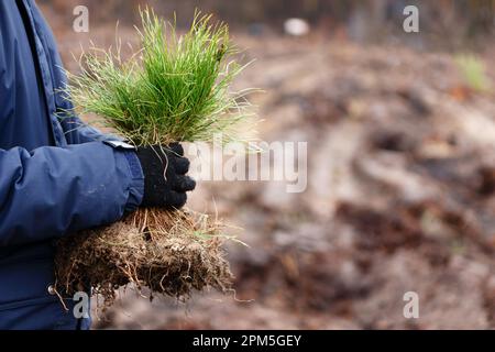 man holds bunch of conifer seedlings before planting forest in spring Stock Photo