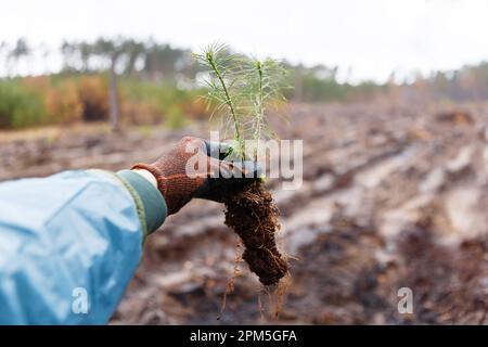 holds conifer sapling on of field before planting forest in spring Stock Photo