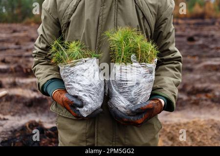 man holds packages of seedlings before planting forest in spring Stock Photo