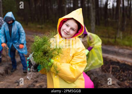 young woman holds pine tree seedlings in her hands before planting Stock Photo